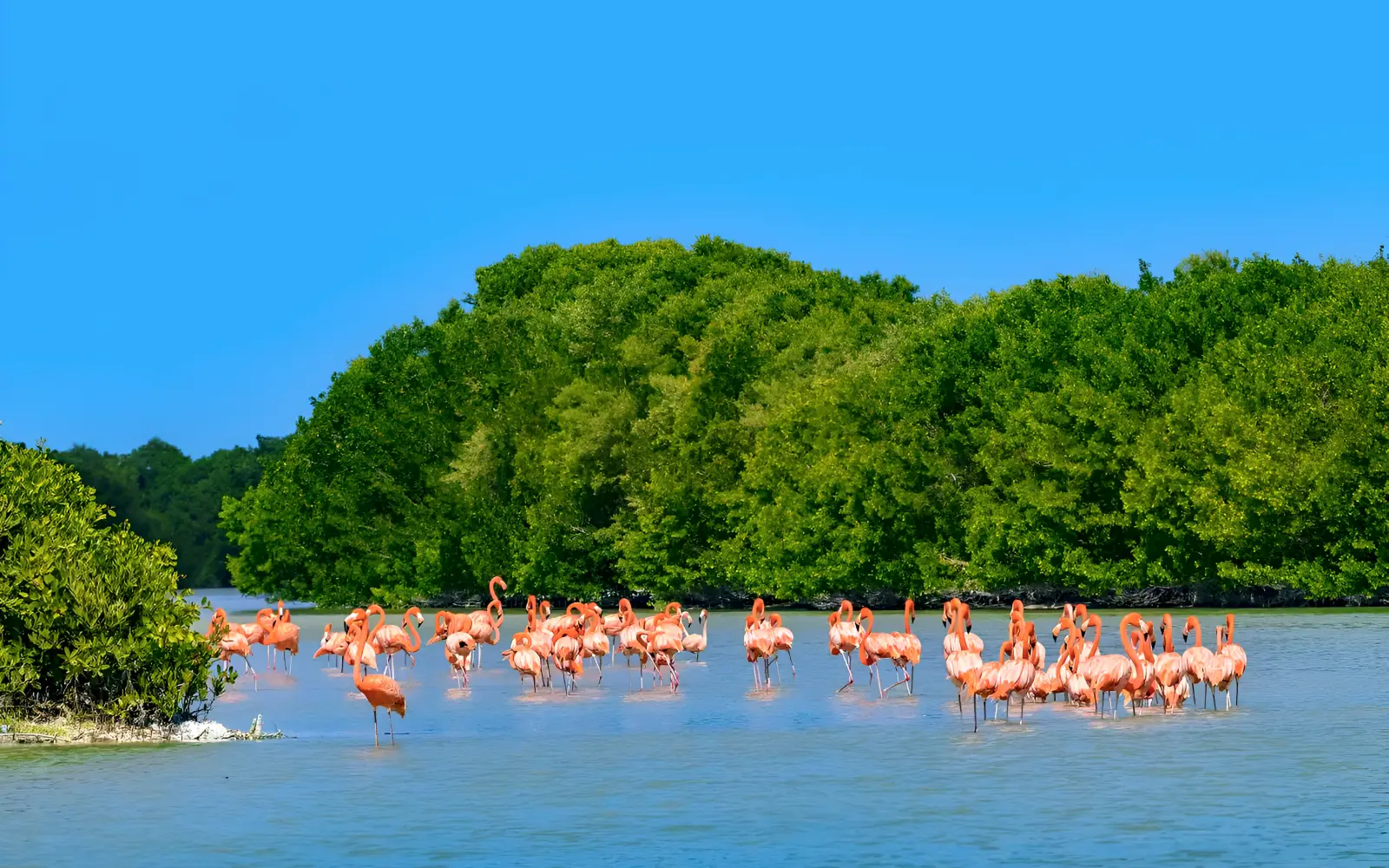 Ruta del Flamingo: Celestún