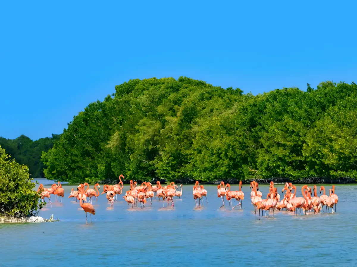 Celestún and the pink flamingos